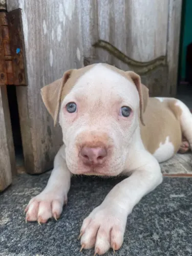 Filhote fêmea de Pitbull