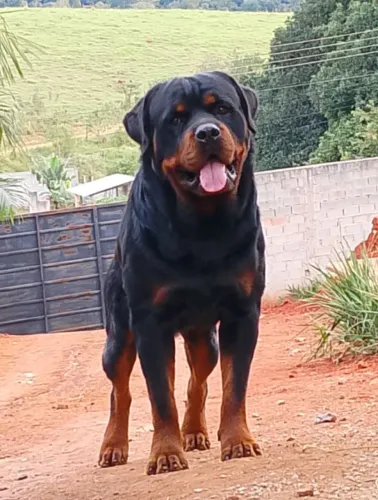 ROTTWEILER /Filhote 2 meses