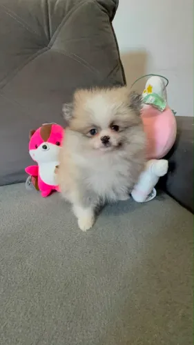 Lulu da pomerania