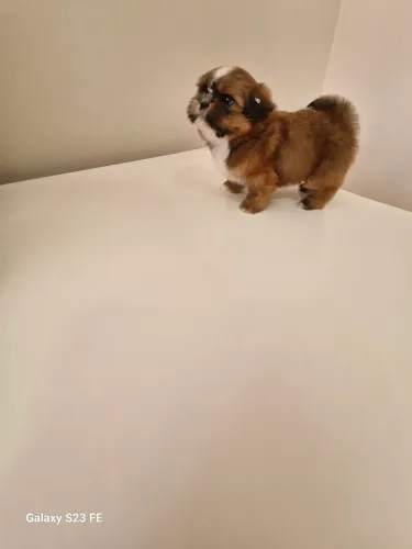 Mini shih tzu machos