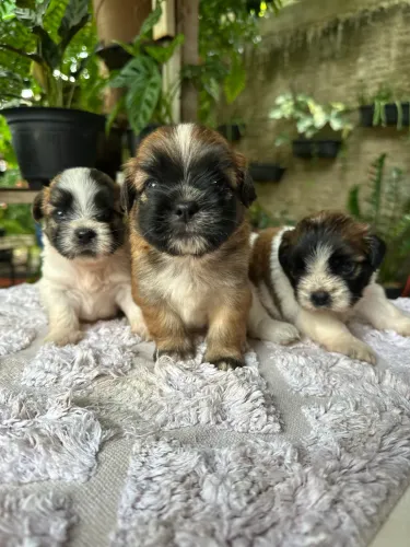 FILHOTES DE SHITZU