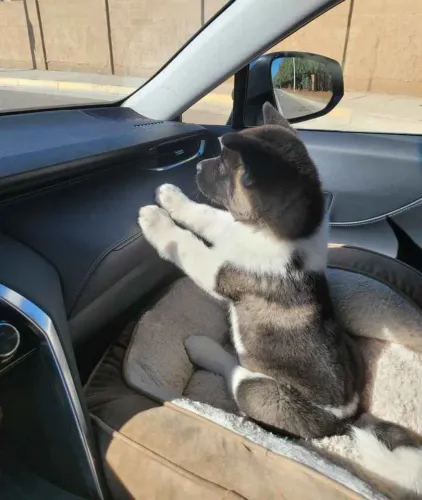 Filhote husky siberiano, Os mais fofos e amorosos esperam por você!
