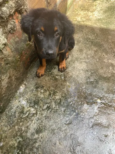 Vende rottweiler