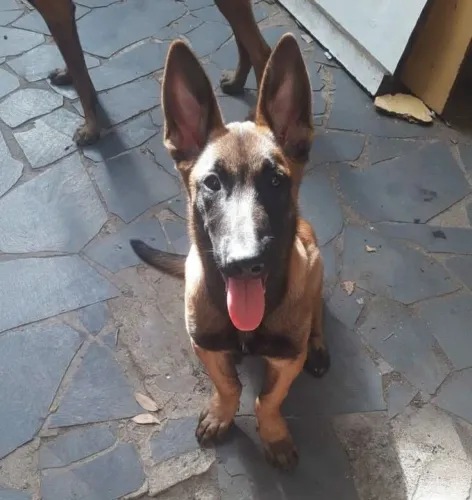Filhote Pastor Belga Malinois