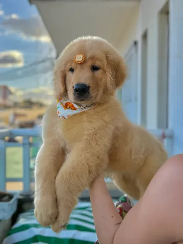 Filhotes Disponíveis - Golden Retriever