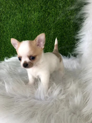 Chihuahua machinho branco c dourado