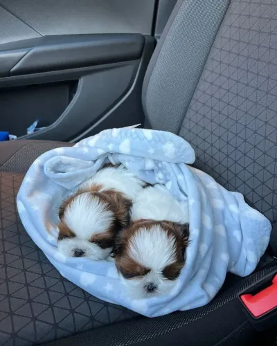 Shih Tzu Tem amores que chegam abanando o rabinho