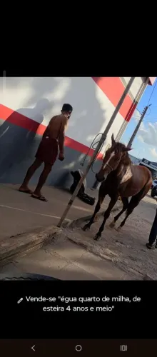 Vende-se égua quarto de milha de esteira, 4 anos e meio..