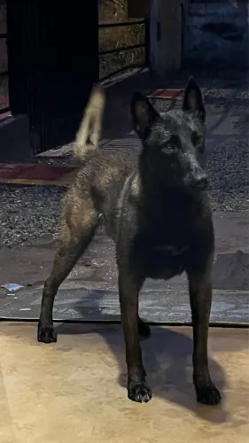 Filhote Pastor Belga Malinois 