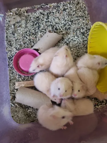 Filhotes de hamster sírio