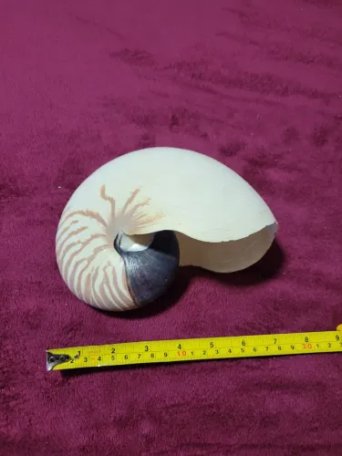 Conchas Nautilus pompilius lista de tigre 