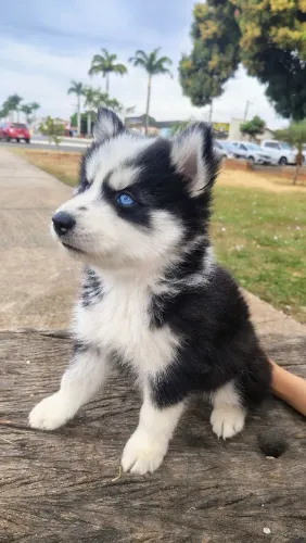 Husky siberiano