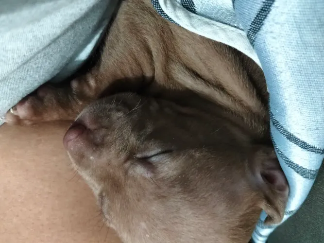 Vendo filhotes de pittibul mãe rednolse pai pitt montes .