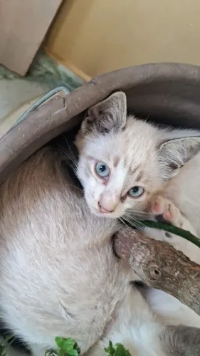 Adoção responsável 