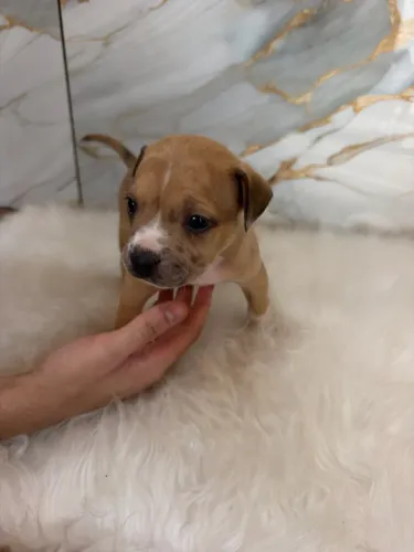 Vendo filhote de american bully