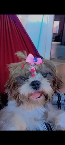 Shitzu fêmea a venda 
