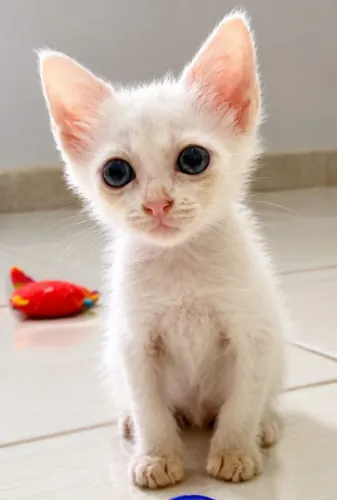 Doação de lindos gatinhos