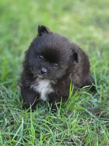Spitz Alemão Anão fêmea preta pedigree