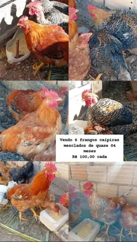 Vendo frangos caipiras mesclados