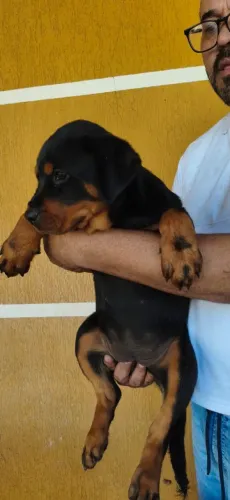 Filhotes de Rottweiler Porte Grande com 60 dias de nascidos 