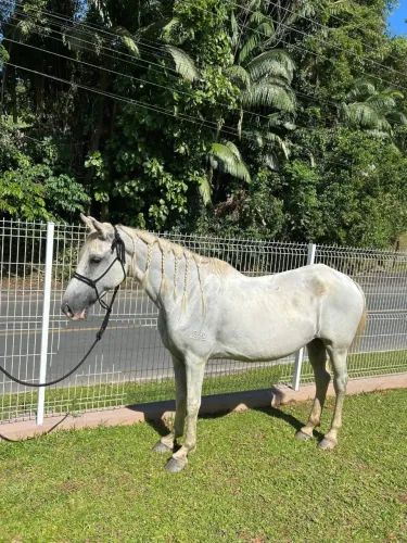 VENDE-SE ÉGUA MANGALARGA MARCHADOR