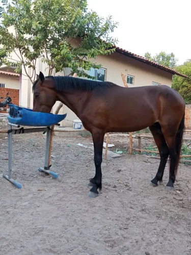 Cavalo machador