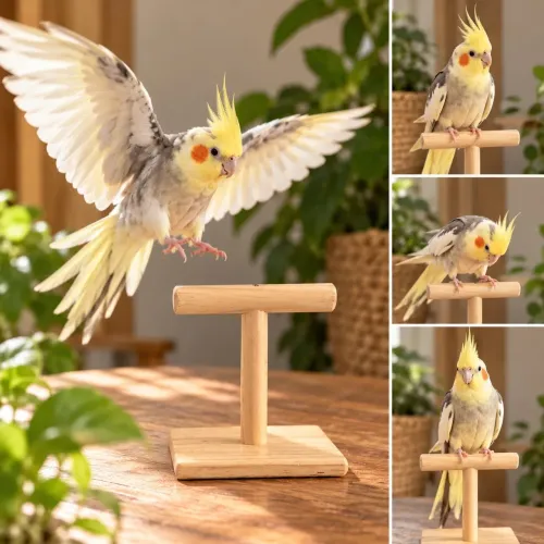 Poleiro para Aves
