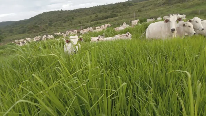 Fazenda 220 alq em Vila Rica MT. 108 abertos, R$:15 milhoes