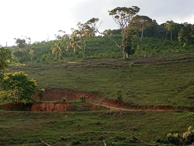 Terreno com pastagem 