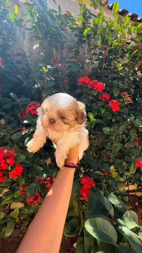 SHIH TZU FÊMEA