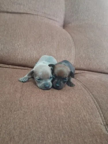 Filhotes de Pinscher Zero