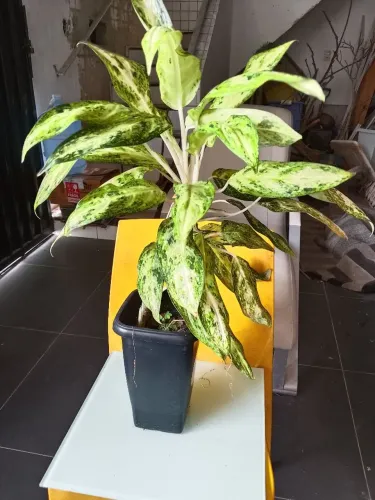 Mudas de Aglaonema Café de salão (Ler descrição)
