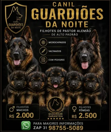 Filhotes de pastor alemão com pedigree canil guardiões da noite