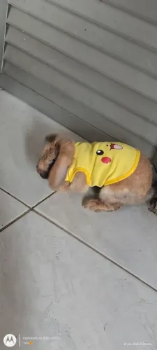 Troco coelha
