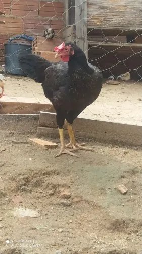 Galinha 