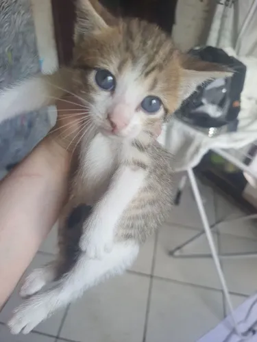 Gatinha para adoção