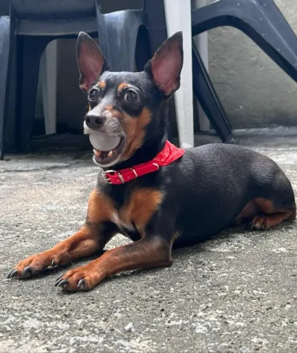 Adota-se Pinscher