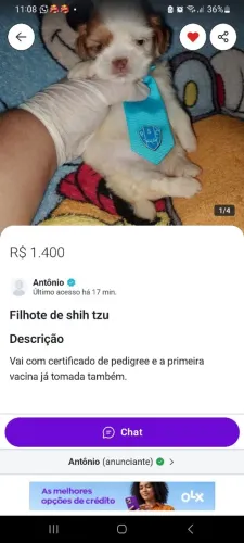 Shih tzu