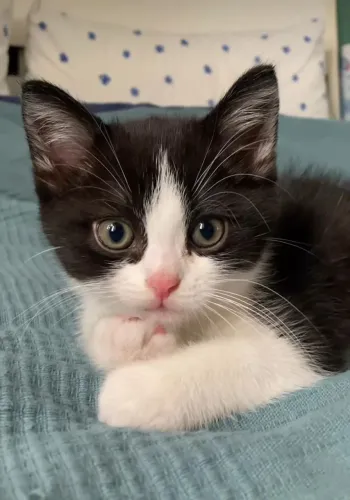 Nino o gatinho que venceu o abandono.