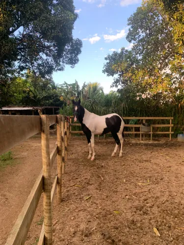 Cavalo pampo preto marcha picada