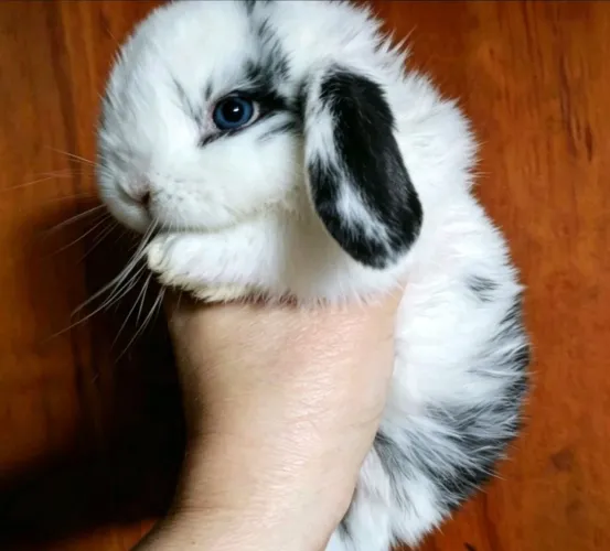 Mini Lop uruguaio