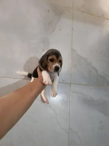 Filhote de beagle Fêmea