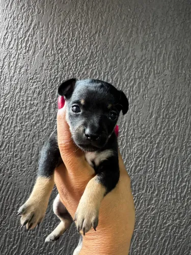 Filhote de pinscher macho