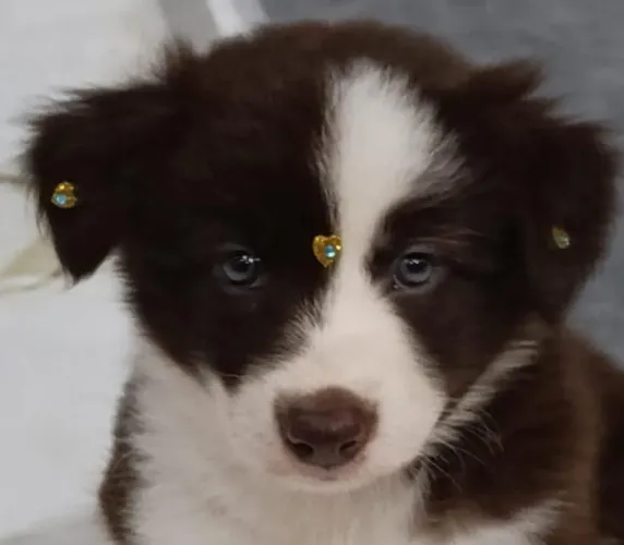 Filhote Border Collie, Seus melhores momentos estão prestes a começar!