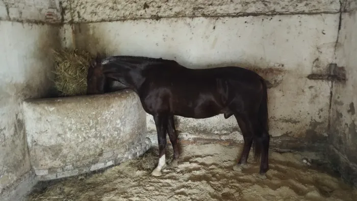 Cavalo