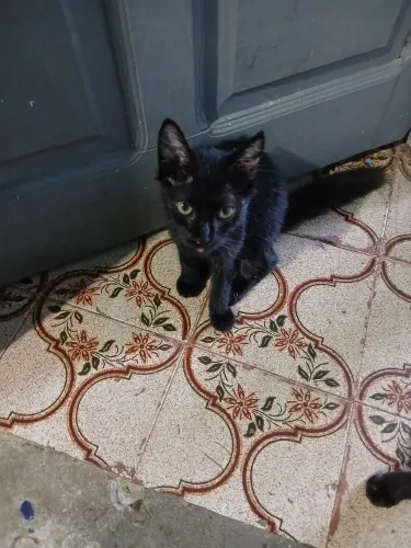 Gatinhos para adoção
