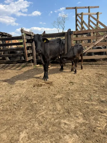 Vaca