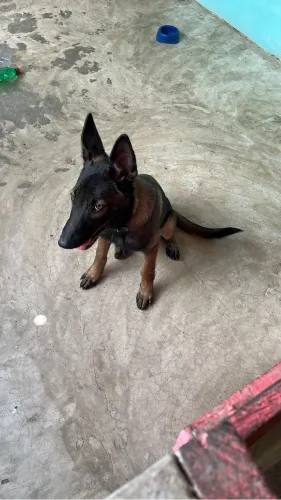 Pastor belga malions