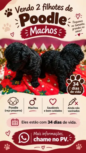 Filhotes de Poodles (macho)