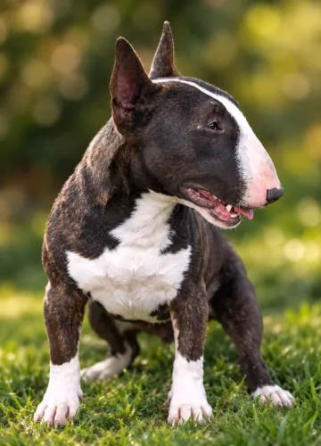 Mini Bull Pedigree CBKC PLL Clear
